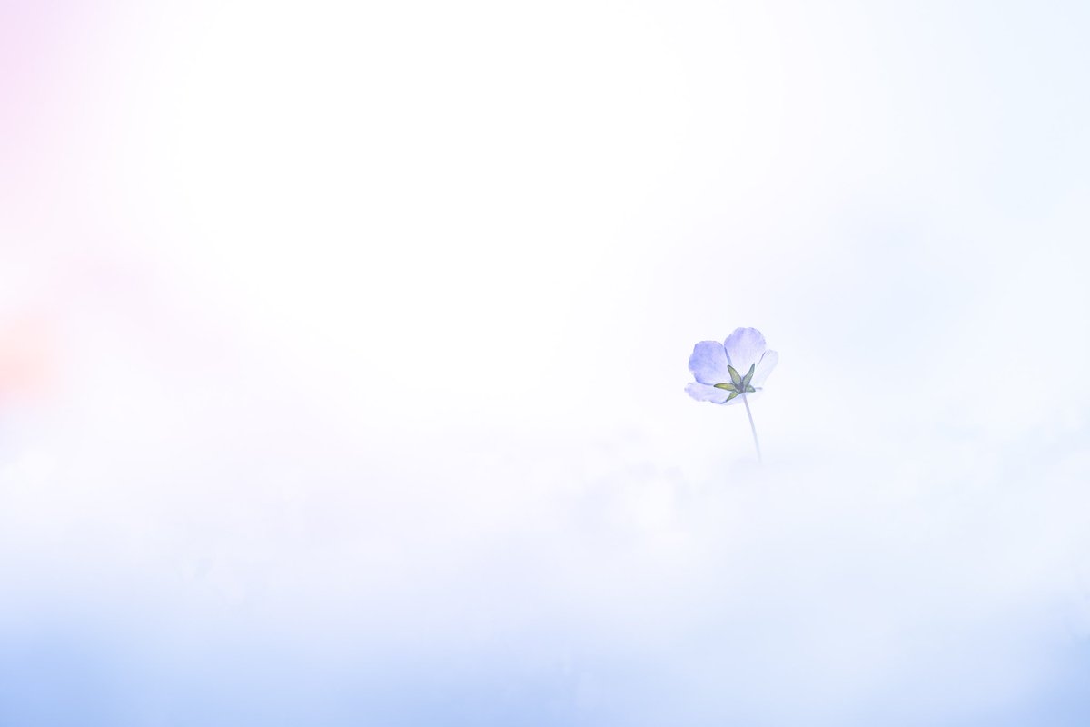 luna_doubleluna's tweet photo. 全然xに浮上してこなかったけど、
ちゃんとお花は撮ってましたよ🌸

お花どんどん咲くから忙しかったー😵

#4月を写真4枚で振り返る https://t.co/UxoLdw11dU