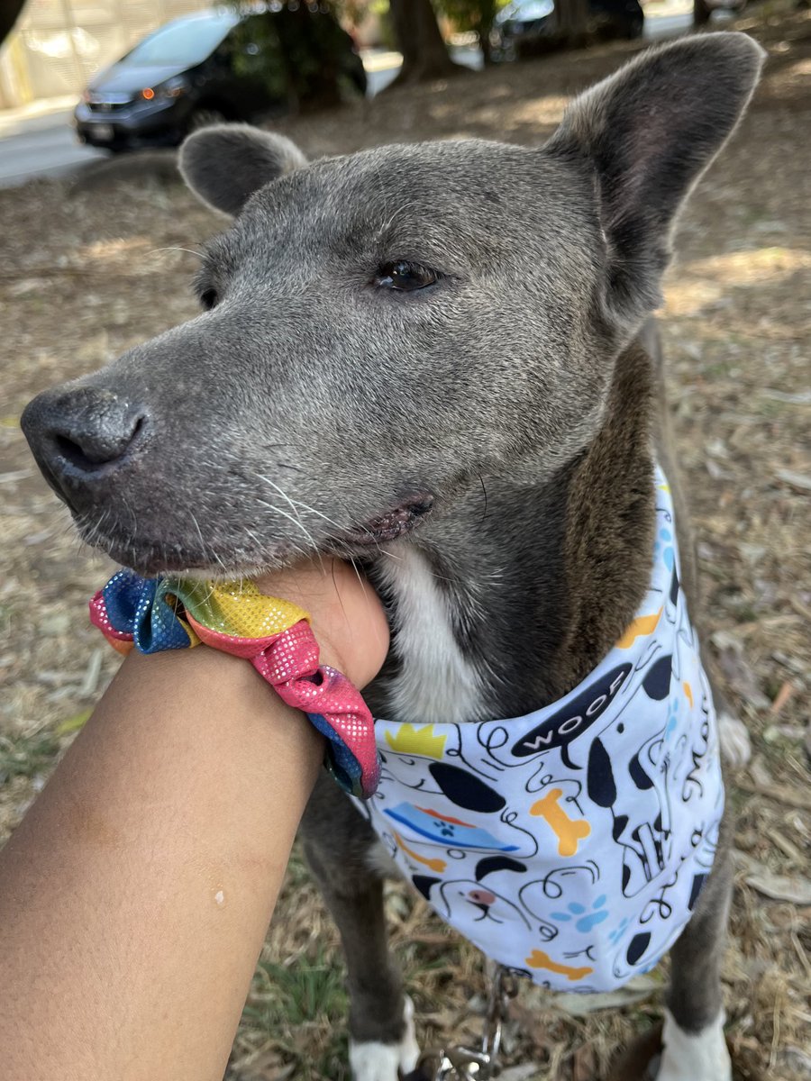 Amigos ya solo nos falta cubrir las pensiones de Kiara,Maggie y Panchita
🥺🙏🏼
Solo tenemos hoy para juntarlas.
Sabemos que somos súper molestos pero de verdad no hemos parado de ayudar y tenemos muchos gastos.

¿30 padrinos de 100 pesos que quieran ayudar?
Nosotros ponemos lo