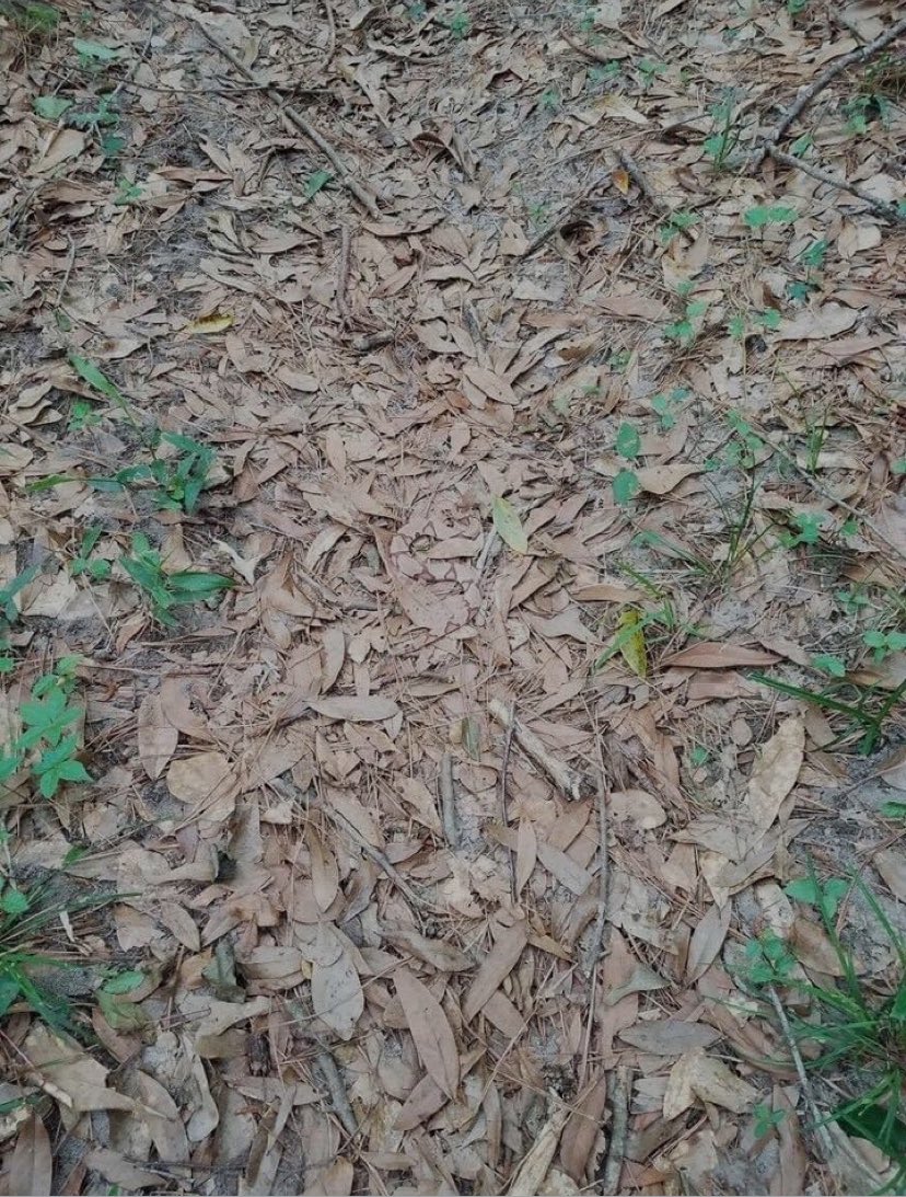 It’s time for America’s favorite game show “Spot the Copperhead”