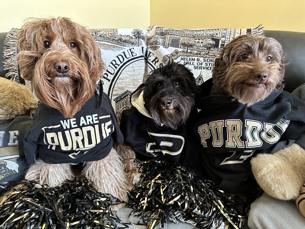 #PurdueDayofGiving pet photo challenge.  Our three girls can often be seen tailgating in the RV lot!
#PurduePMO