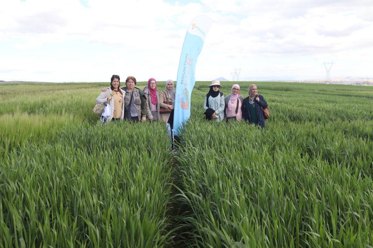 To prepare for <a href="/seed/">SEED</a> and food production after the next harvest, a delegation of project <a href="/MountainHer/">MountainHER</a> members and the rural women's cooperative @El_Wiem began networking <a href="/PrimaProgram/">PRIMA Program Mediterranean Partnership 🇪🇺</a> <a href="/fillobax/">Filippo Bassi</a> <a href="/moonmoona21/">Mouna Meziani</a> <a href="/RolaAmil/">Rola El Amil</a> <a href="/Visio80/">Andrea Visioni</a>