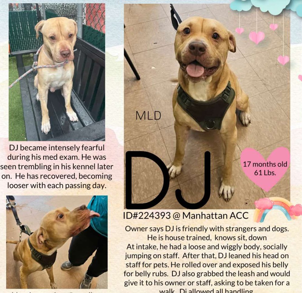 notthesameone2's tweet image. Dj's resume: