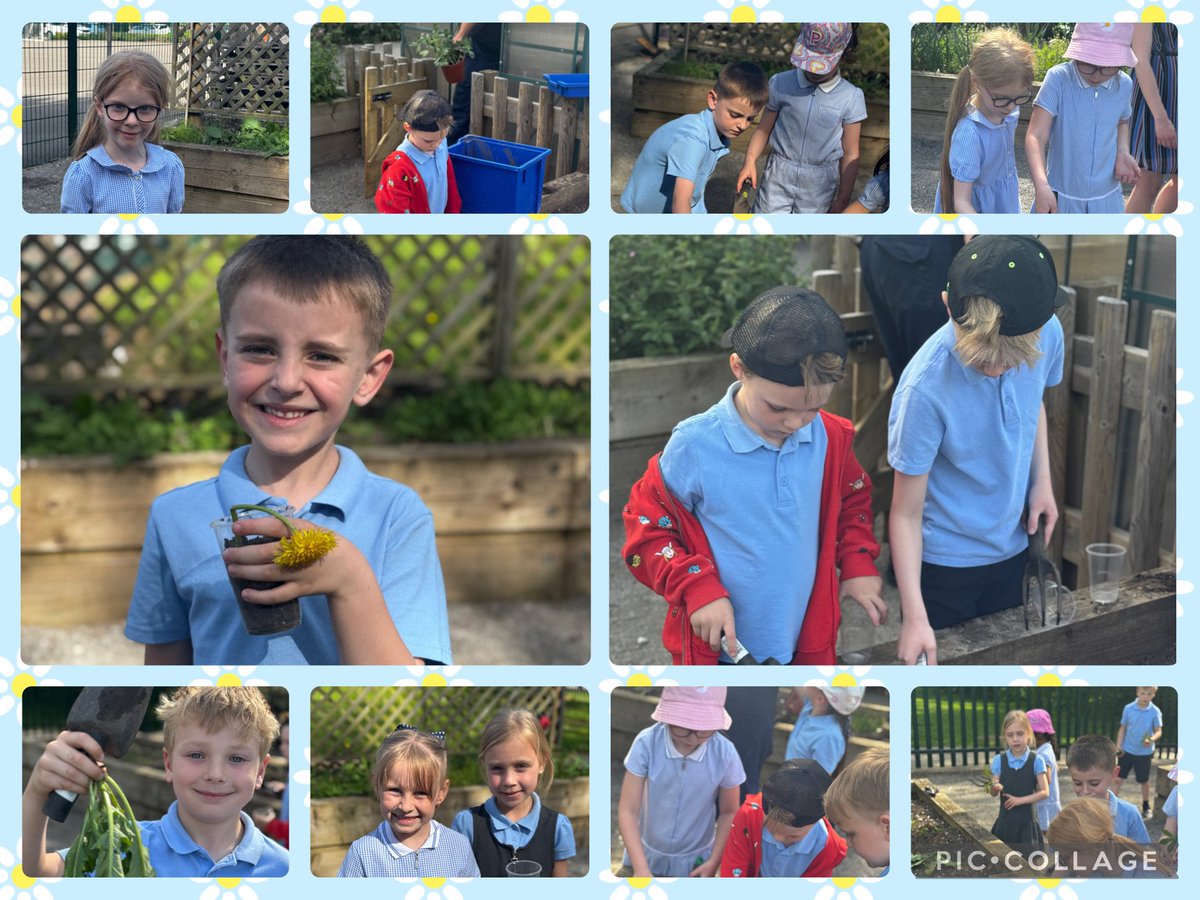The Flower Patch Kids are BACK!!! We had a fantastic first night back at gardening club tonight, the children really enjoyed digging up the weeds and planting their own GIANT sunflower 🌻(we aren’t kidding when we say giant) <a href="/KingswoodParksP/">Kingswood Parks Primary School</a>