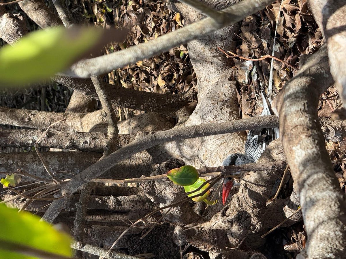 We always knew Red-billed Tropicbirds nest along cliffs at the Pillories 🏝️—but imagine our surprise when we found a nest tucked under vegetation! 🍃

They usually nest on exposed faces, so this was a rare find.
👀 Can you spot the chick?

#EPICIslands #SVG #SeabirdScience