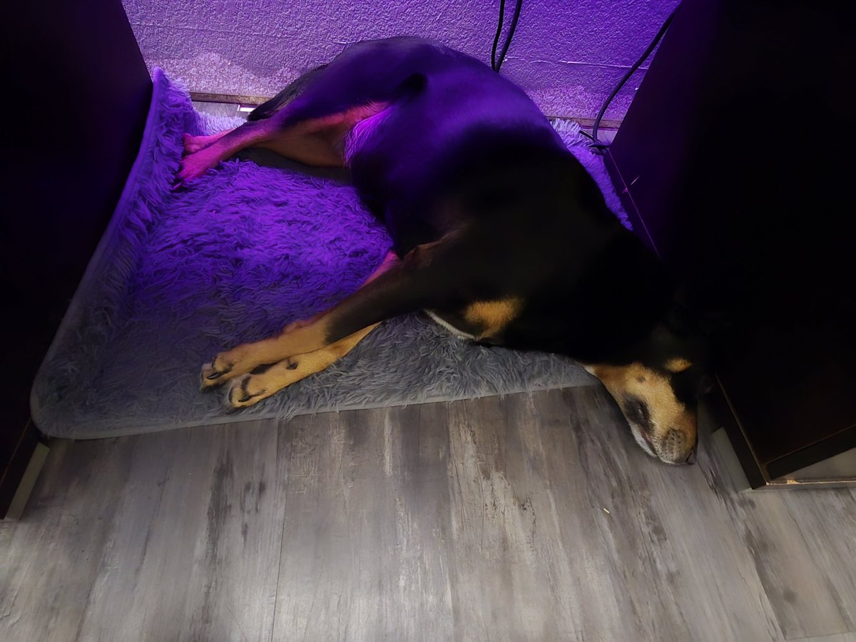 Through multiple rounds of severe storms and tornado warnings in the area, one of them has remained unconcerned. The other has been in hiding under my desk while I try to work.