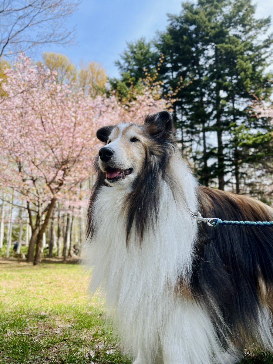 桜咲いてきた🌸
でも寒くてストーブつけてるよ
・
・
・
17歳1ヶ月1日の春

#シェルティ
#シェットランドシープドッグ
#sheltie 
#shetlandsheepdog 
#ハイシニア犬