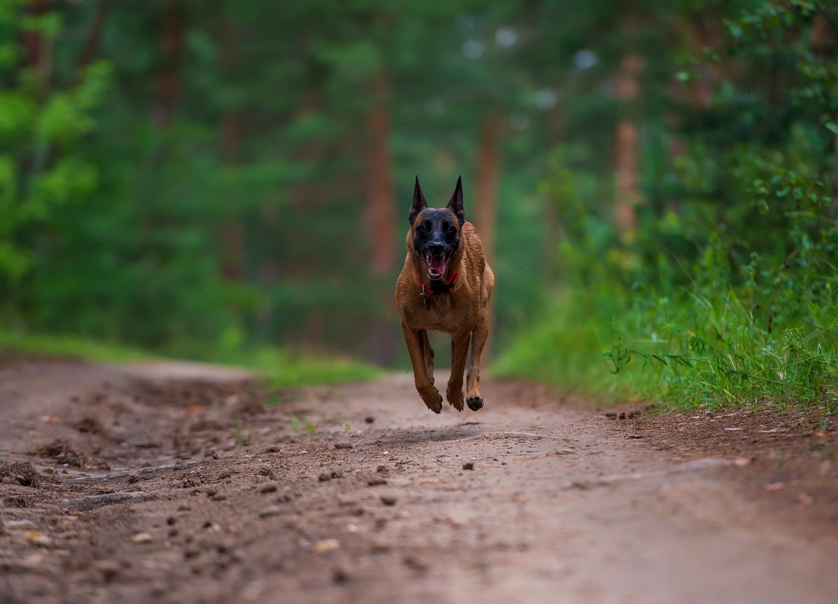 FLPMonitoring's tweet image. Our latest endeavour. 

Coming soon.

#PetTech