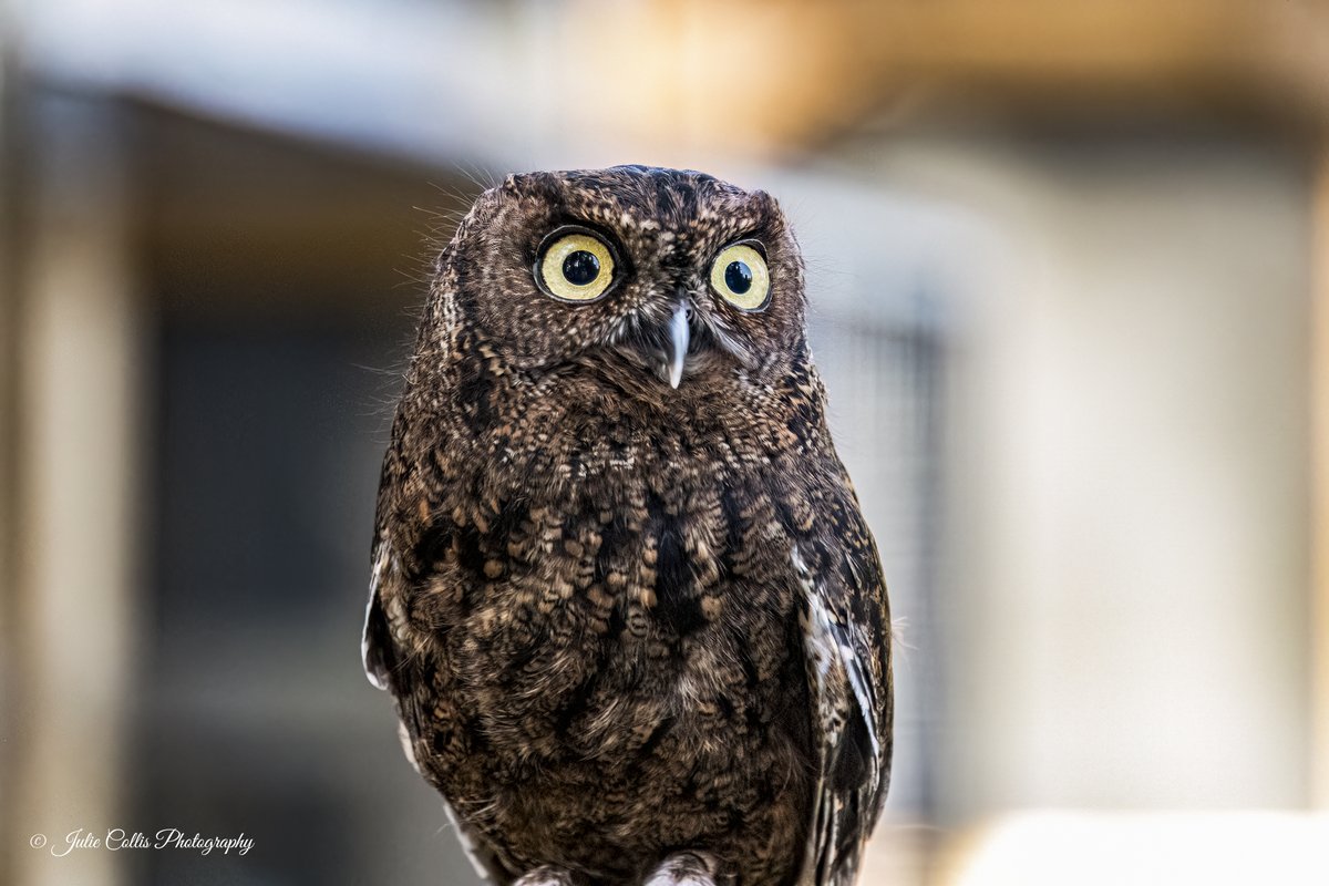 Julie Collis (@jcollis01) on Twitter photo Western Screech Owl
#birdwatching #birdphotography #birds #owl #westernscreechowl #raptor #wildlifephotography #wildlife #nature #naturephotography #photography #vancouverisland #birdsoftwitter <a href="/BirdsofBc/">BirdsofBC ๐จ๐ฆ</a> <a href="/todaysbird/">Today's Bird</a> <a href="/ExploreBC/">Explore BC</a> Western Screech Owl
#birdwatching #birdphotography #birds #owl #westernscreechowl #raptor #wildlifephotography #wildlife #nature #naturephotography #photography #vancouverisland #birdsoftwitter <a href="/BirdsofBc/">BirdsofBC ๐จ๐ฆ</a> <a href="/todaysbird/">Today's Bird</a> <a href="/ExploreBC/">Explore BC</a>