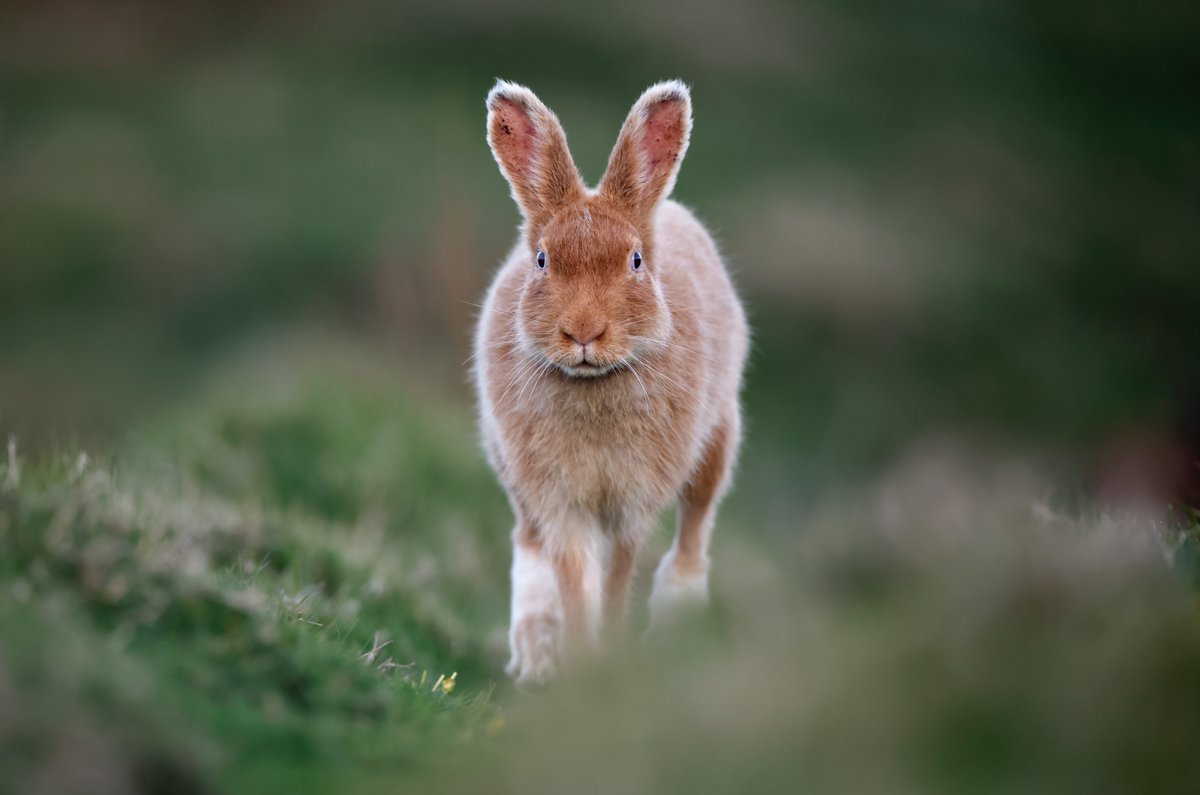 Northcoast Nature (@ncoastnature1) on Twitter photo Giorria sléibhe Éireannach. (golden Irish hare) Rathlin Island. Co Antrim. <a href="/CanonUKandIE/">Canon UK and Ireland</a> <a href="/JakkiMoores/">Jakki Moores 📸</a> <a href="/UlsterWildlife/">Ulster Wildlife</a> <a href="/Irishwildlife/">Irish Wildlife Trust</a> <a href="/ActionHare/">Action Against Hare Hunting</a> <a href="/barrabest/">Barra Best</a> <a href="/frances_black/">Frances Black</a> <a href="/exploreccag/">Explore Causeway Coast And Glens</a> <a href="/WeatherAisling/">Aisling Creevey</a> <a href="/VeighDermot/">dermot Mc Veigh</a> <a href="/_Stickybeak/">Rathlin Stickybeak</a> Giorria sléibhe Éireannach. (golden Irish hare) Rathlin Island. Co Antrim. <a href="/CanonUKandIE/">Canon UK and Ireland</a> <a href="/JakkiMoores/">Jakki Moores 📸</a> <a href="/UlsterWildlife/">Ulster Wildlife</a> <a href="/Irishwildlife/">Irish Wildlife Trust</a> <a href="/ActionHare/">Action Against Hare Hunting</a> <a href="/barrabest/">Barra Best</a> <a href="/frances_black/">Frances Black</a> <a href="/exploreccag/">Explore Causeway Coast And Glens</a> <a href="/WeatherAisling/">Aisling Creevey</a> <a href="/VeighDermot/">dermot Mc Veigh</a> <a href="/_Stickybeak/">Rathlin Stickybeak</a>