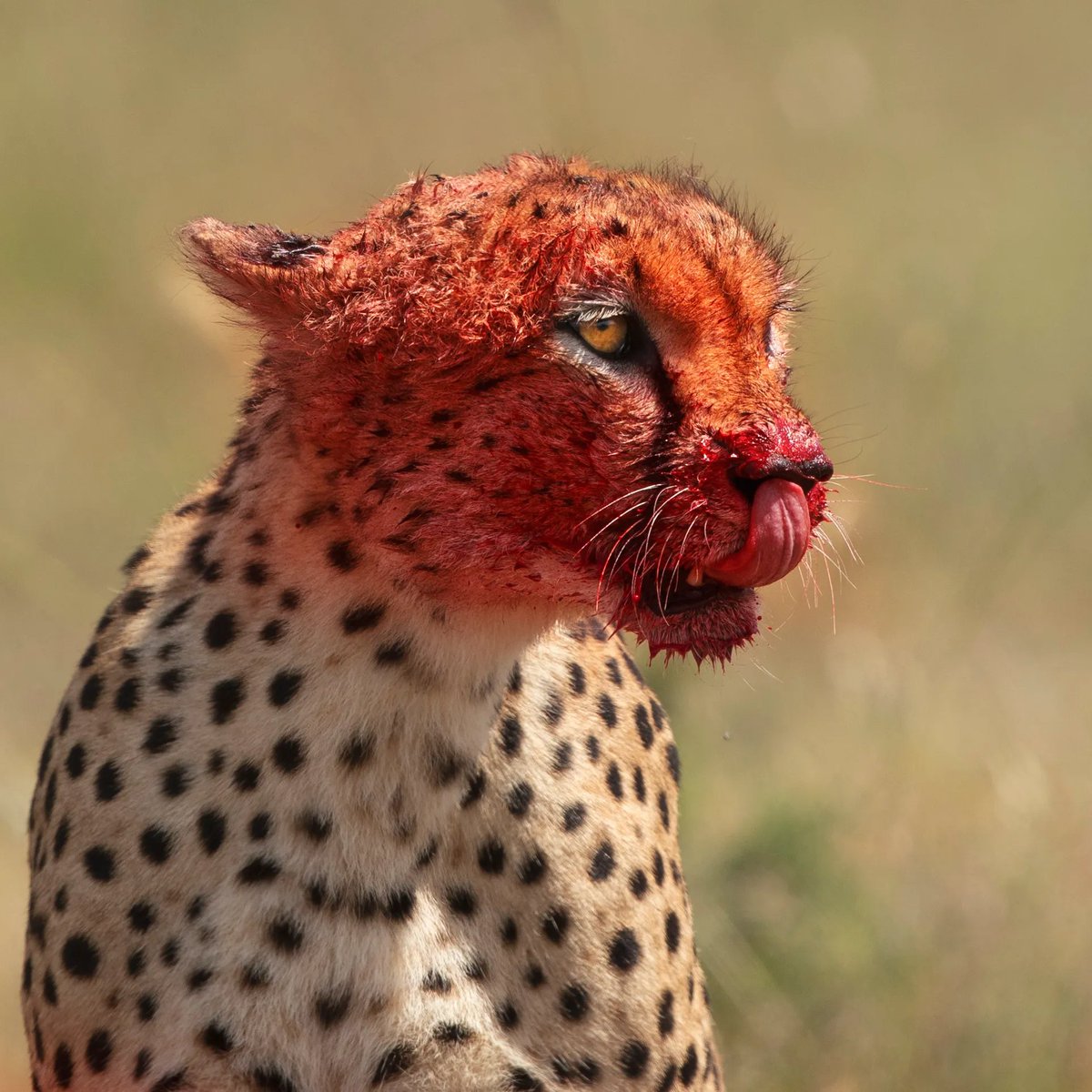 REX (@rexchillect) on Twitter photo 