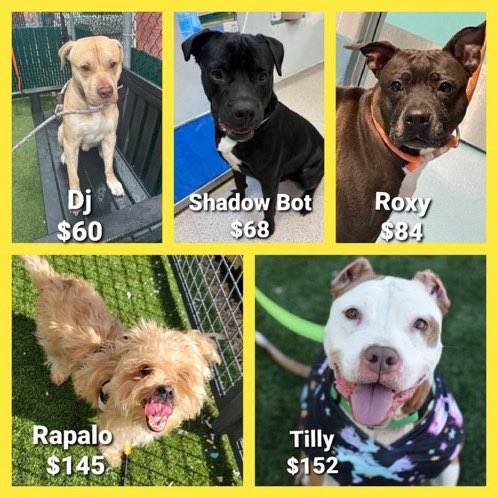 💢 5 Sweethearts
All Relisted for: 5/1💉
▪️Low in Pledges 
#NYCACC 💢

▪️DJ
▪️Roxy
▪️Shadow Bot
▪️Rapalo
▪️Tilly

💢All need #Fosters/#Adopters 2 save!

◽If in N.East, apply 2 save:
▪️Pls DM: <a href="/CathyPolicky/">Cathy Policky</a>

Tysvm
💞Innocent Sweethearts