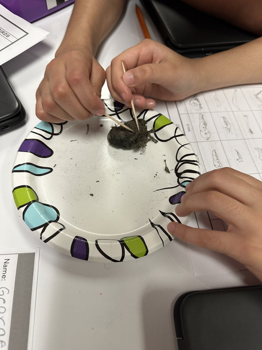 4th Grade Owl Pellet Dissection 🦉 <a href="/MooneyhamElem/">Mooneyham Elementary</a>