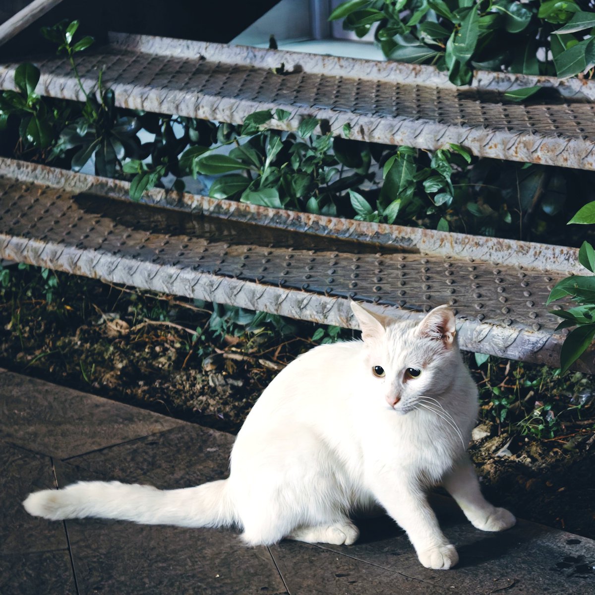Shingen_L97's tweet photo. 🌙🐱 https://t.co/FTotsMKemB