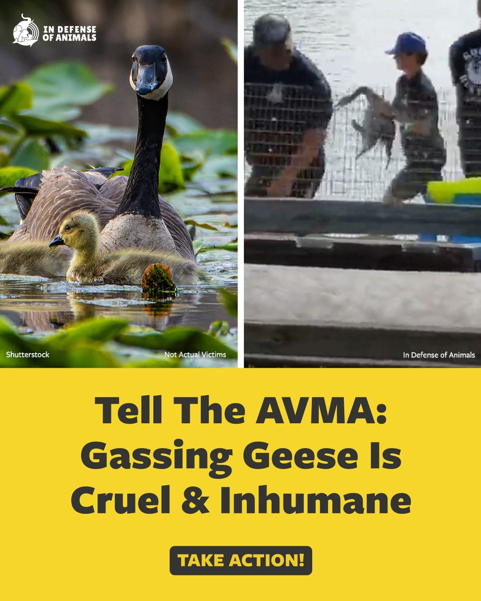 IDAUSA's tweet photo. CO₂ gassing is a cruel &amp; inhumane way to kill geese—but the #AVMA still approves it. Tell it to reevaluate this outdated &amp; harmful method now.
Take action: https://t.co/3lVscuJAoM
Pls RT and support our work: https://t.co/nCDzet3OrQ
#ProtectGeese #CompassionForAnimals https://t.co/LwY8VeeuAY