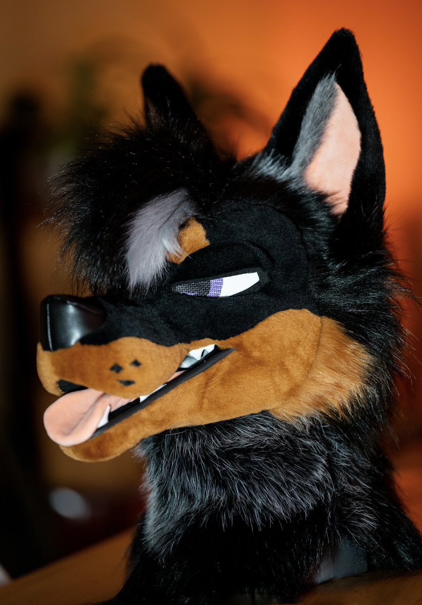FoxtrotFursuits's tweet image. More shots of Markus. Newest member of the Foxtrot family.
🐶: @douchebagdogs
📸: @StellarAntares