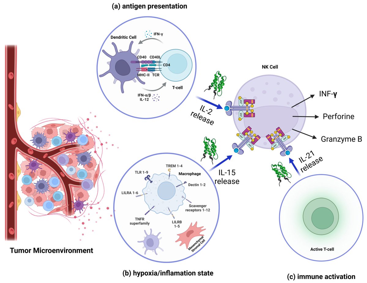 Review: The Role of NK Cells in Cancer Immunotherapy: Mechanisms, Evasion Strategies, and Therapeutic Advances
mdpi.com/2227-9059/13/4…