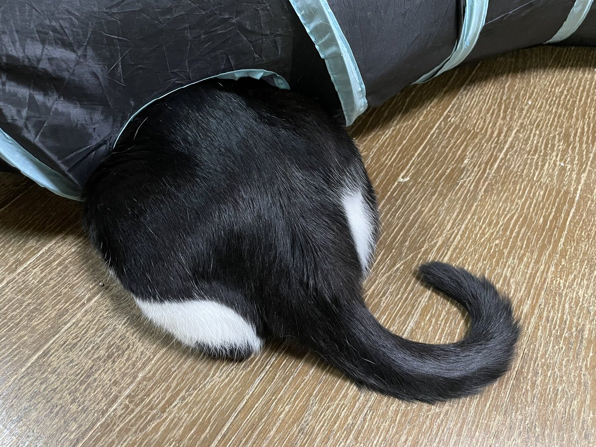 顔とお尻のギャップがたまらないおじゃる🐨