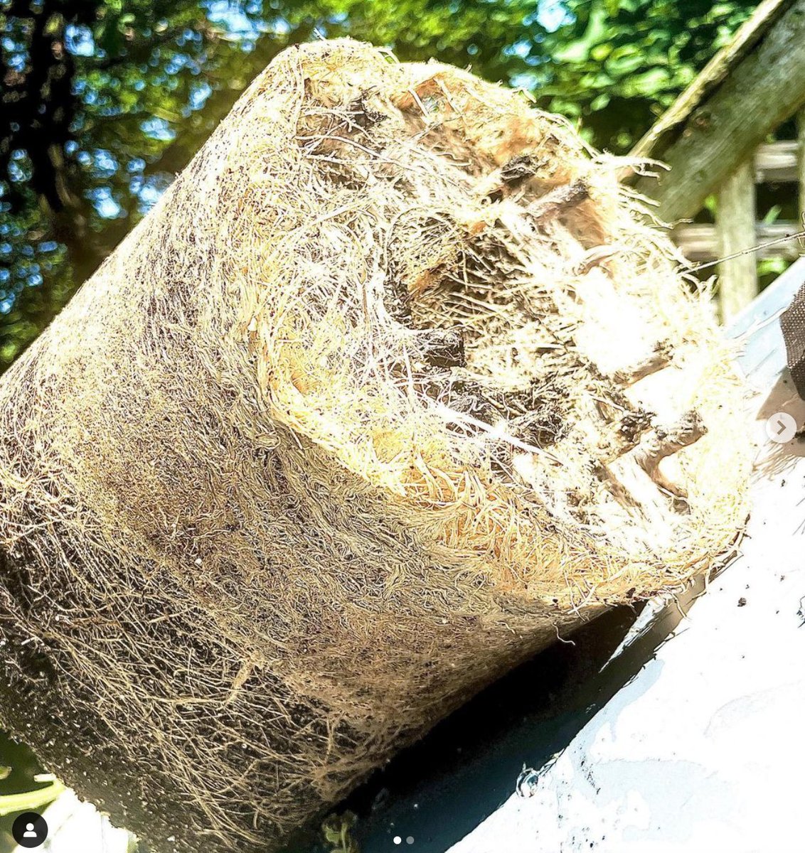 Happy #RootpornWednesday!🌱 

Let's see your DYNOMYCO-nourished roots in all their glory and tag us! #dynomyco #RootpornWednesday
 
"One of my girls roots from this run, always an enjoyable moment to see!
Tried @dynomyco this go around and will never use anything else!!"