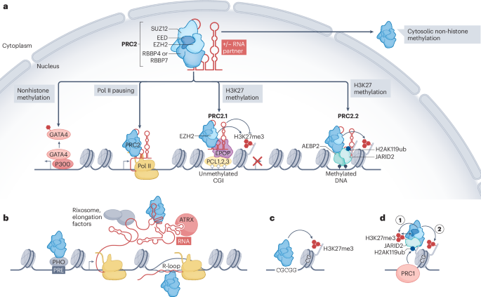 New Online! An evolving landscape of PRC2–RNA interactions in chromatin regulation bit.ly/3ENcE2T