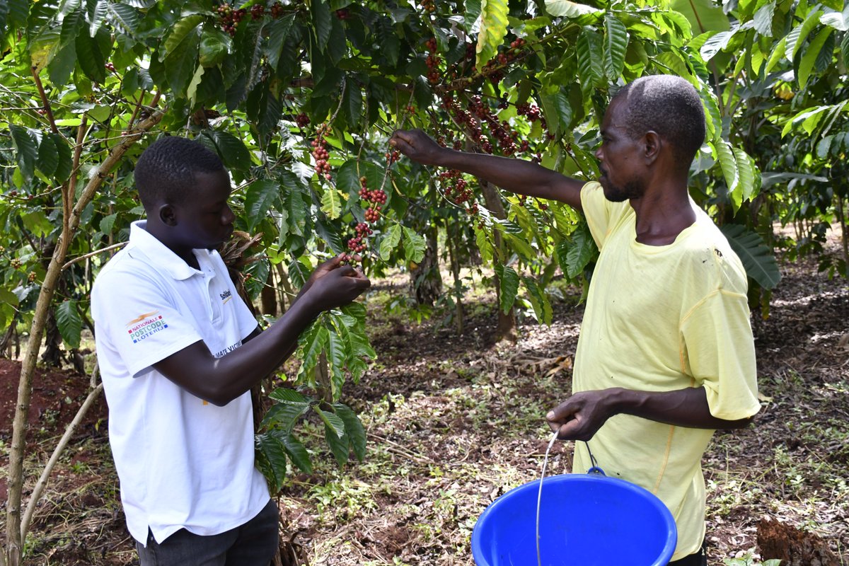 Meet Otim Bosco, a coffee farmer from Uganda who turned his three-acre farm into a model of sustainability through Solidaridad's Climate Heroes project. From 400kg in 2022 to 2750kg in 2024, his resilience inspires a community.  #SustainableFarming #ChangeThatMatters