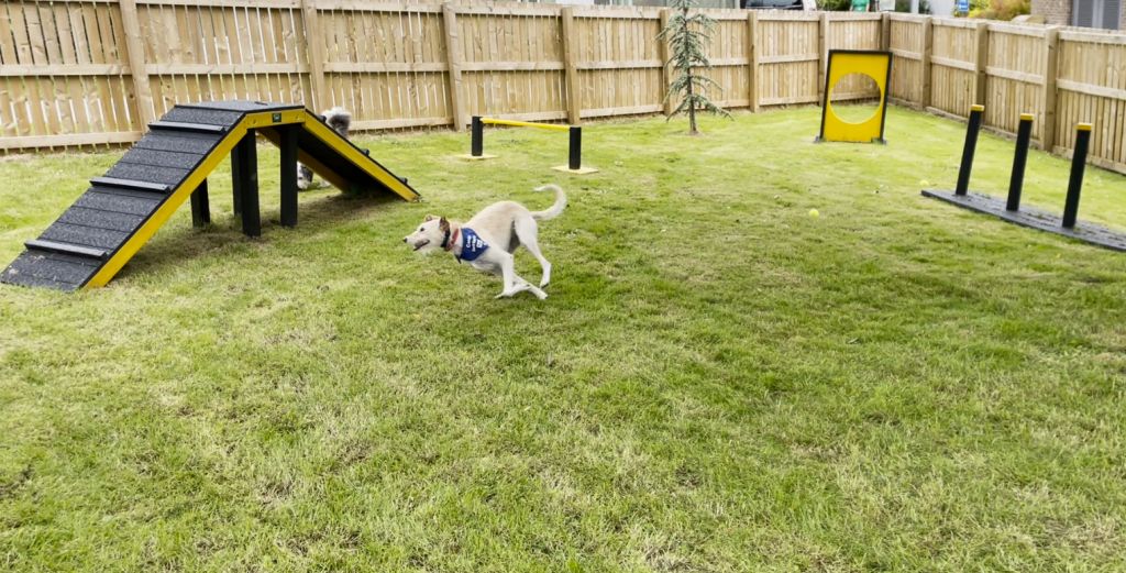 Read more about how EyUp! funding has contributed to the success of the new canine befriender agility equipment, turning it into a barking success 🐕👉 buff.ly/MkDuF0G