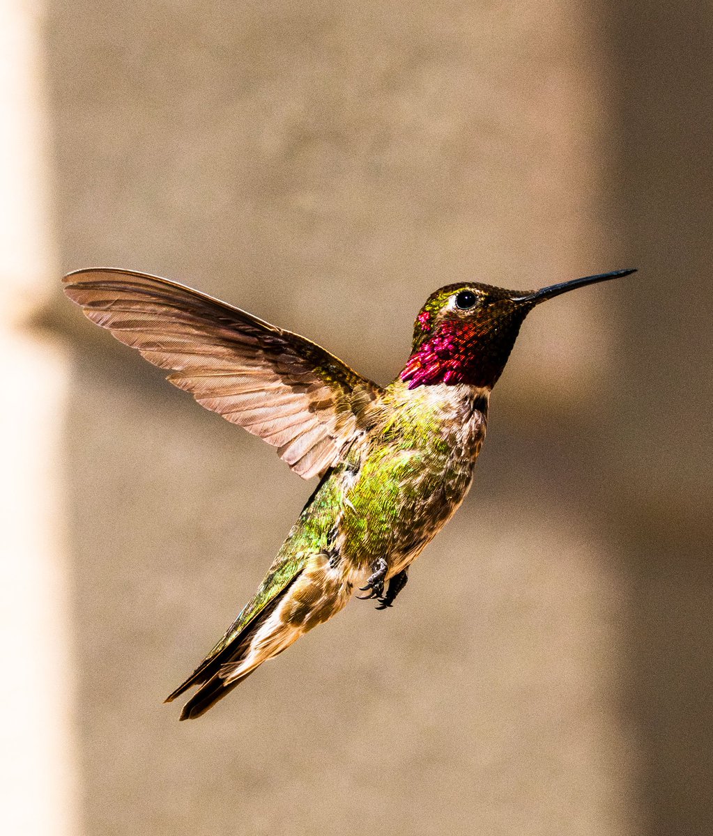 GeronimoTravel's tweet photo. Anna's hummingbird is like a tiny flying jewel—zipping through the air in a blur of emerald and rose, pausing only to show off its shimmering feathers and fearless attitude. Don’t let its size fool you—it’s a pint-sized powerhouse with serious sparkle! https://t.co/0dmRyhred2