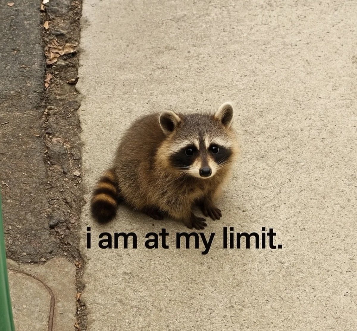 Why you should have a Raccoon (@shouldhaveracc) on Twitter photo 