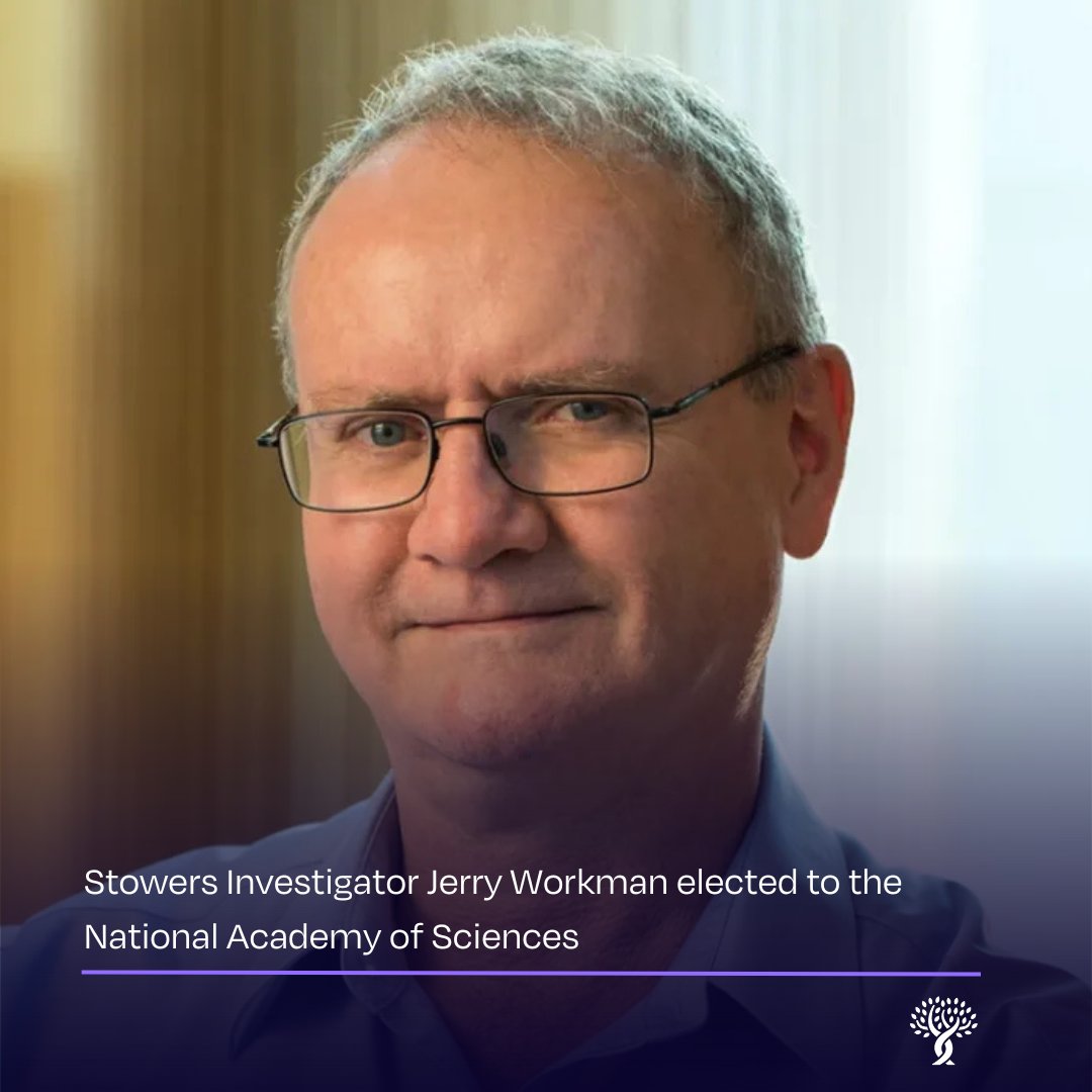Stowers Institute (@sciencestowers) on Twitter photo 👏 Join us in congratulating Stowers Investigator Jerry Workman, Ph.D., on his election to <a href="/theNASciences/">National Academy of Sciences</a>—one of the highest honors in #science. Elected for his pioneering #research in gene regulation. #NASMember
Read more: bit.ly/4cZ6fhJ 👏 Join us in congratulating Stowers Investigator Jerry Workman, Ph.D., on his election to <a href="/theNASciences/">National Academy of Sciences</a>—one of the highest honors in #science. Elected for his pioneering #research in gene regulation. #NASMember
Read more: bit.ly/4cZ6fhJ