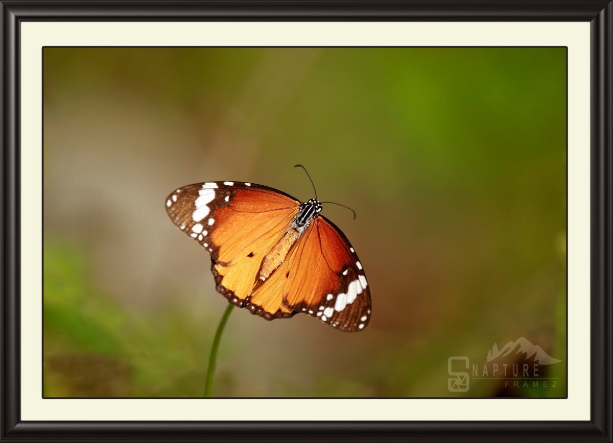 viswaprem_ca's tweet photo. Plain Tiger - ButterFly
#butterfly #nature #plaintiger #tigerbutterfly #butterflies #insects #flowers #macrophotography #butterflyphotography #butterfliesofinstagram #lepidoptera #natgeo #canonindiaphotography #canonphotography #nationalgeography #natgeoindia
#capturedoncanon https://t.co/t3KFEW09AK