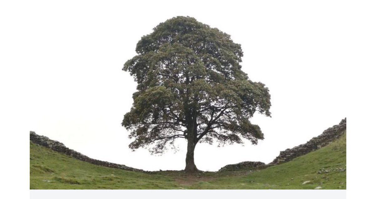 Why anyone would wish to cut down the #SycamoreGapTree tree is beyond me. When found guilty, Daniel Graham and Adam Carruthers deserve to spend a long time behind bars.