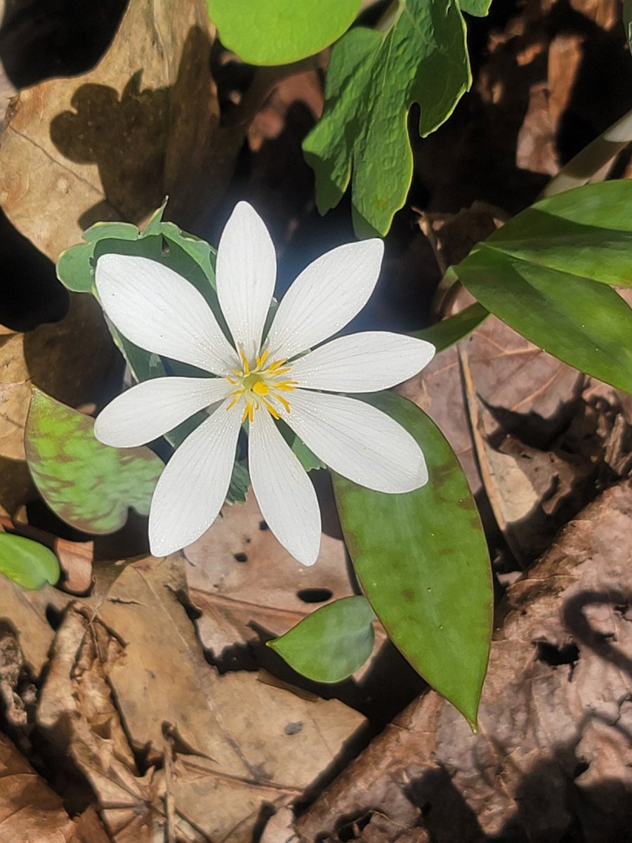 What are these ephemeral yet striking white flowers that beautifully carpet forest floors over time? Bloodroot, Sanguinaria canadensis - a native NA spring perennial wildflower. It has been used as a natural dye &amp; medicine by some  Indigenous peoples of NA. #WildflowerWednesday