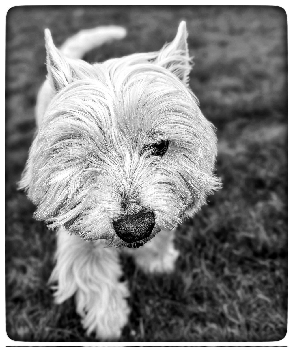 Please don't walk your dogs in this heat! 
It's just too hot for them!!
Cars are too bloomin hot too!! 
Pavements are hot 
Their paws can get burnt 
They can get heatstroke 
I won't risk it with Freddie! 
He has a cool area &amp; fresh water 
Please be careful 🩷