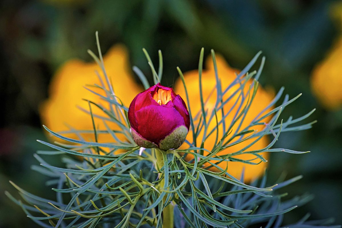 PEKHTography's tweet image. Paeonia tenuifolia&apos;s healing touch is said to mend not just bodies, but hearts, a balm for the soul&apos;s deepest wounds
#Paeonia #Tenuifolia #Fernleaf #Peony #Bloom #Nature #Beauty #Elegance #Garden #Petals #Grace #Charm
