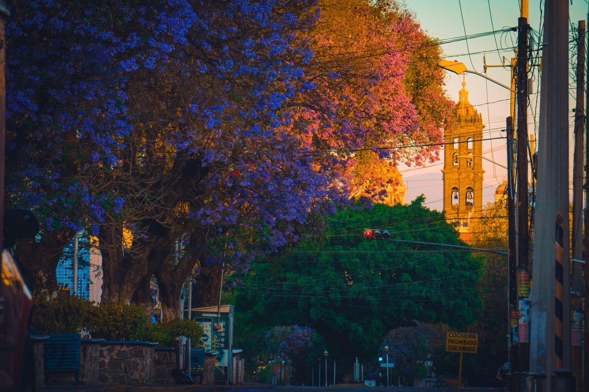 La catedral, jacarandas y la bella Puebla al amanecer. #JacarandaAzteca <a href="/RicardoBSalinas/">Don Ricardo Salinas Pliego</a> <a href="/MLMSalinas/">María Laura Medina de Salinas</a> <a href="/JorgeNikaidoB/">Jorge Nikaido</a> Coordenadas: 19.03851666657756, -98.18865651025293