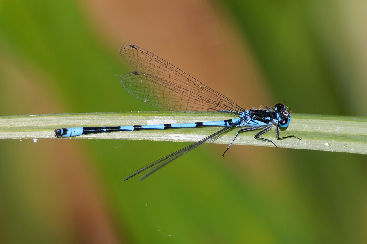 Mark Tyrrell (@marktyrrell66) on Twitter photo Good numbers of Variable Damselflies on the fishing lake <a href="/WicksteedPark/">Wicksteed Park</a> , Kettering. I saw emergence, mating and egg-laying Good numbers of Variable Damselflies on the fishing lake <a href="/WicksteedPark/">Wicksteed Park</a> , Kettering. I saw emergence, mating and egg-laying