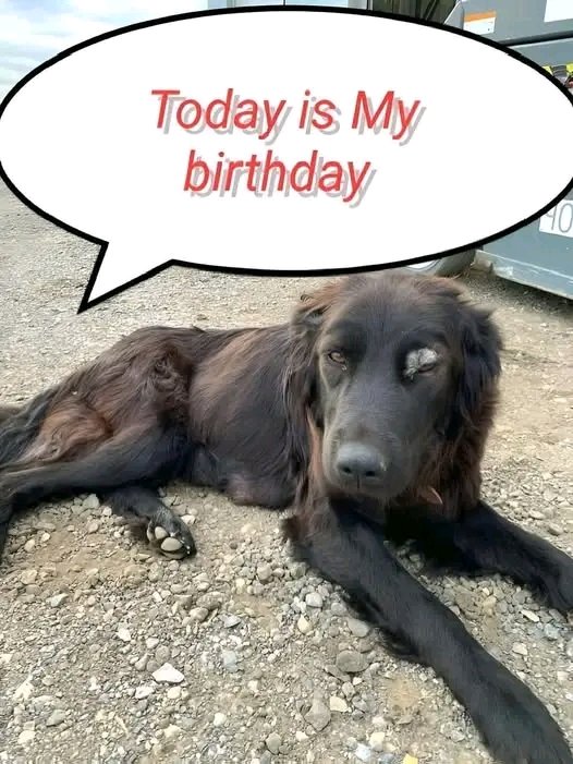 No one wishes me happy birthday🥺