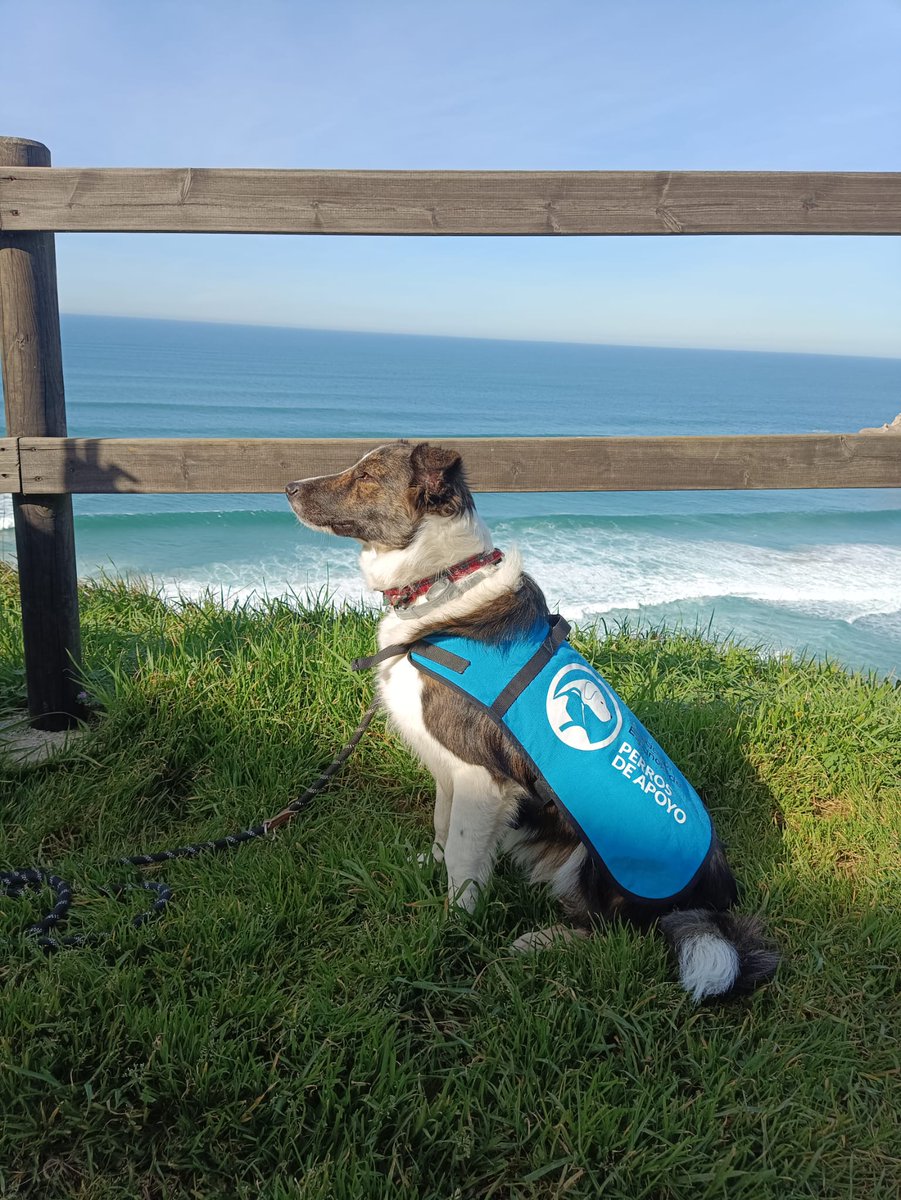 Hoy es el #DíaInternacionaldelPerroGuía🦮, mis primos🐶ya que como os contamos por aquí, los perros guía son un tipo de perro de asistencia.

Es un día para reivindicar el trabajo de cientos de perros que ayudan a quien lo necesita, siendo sus ojos permitiéndoles tener vida plena
