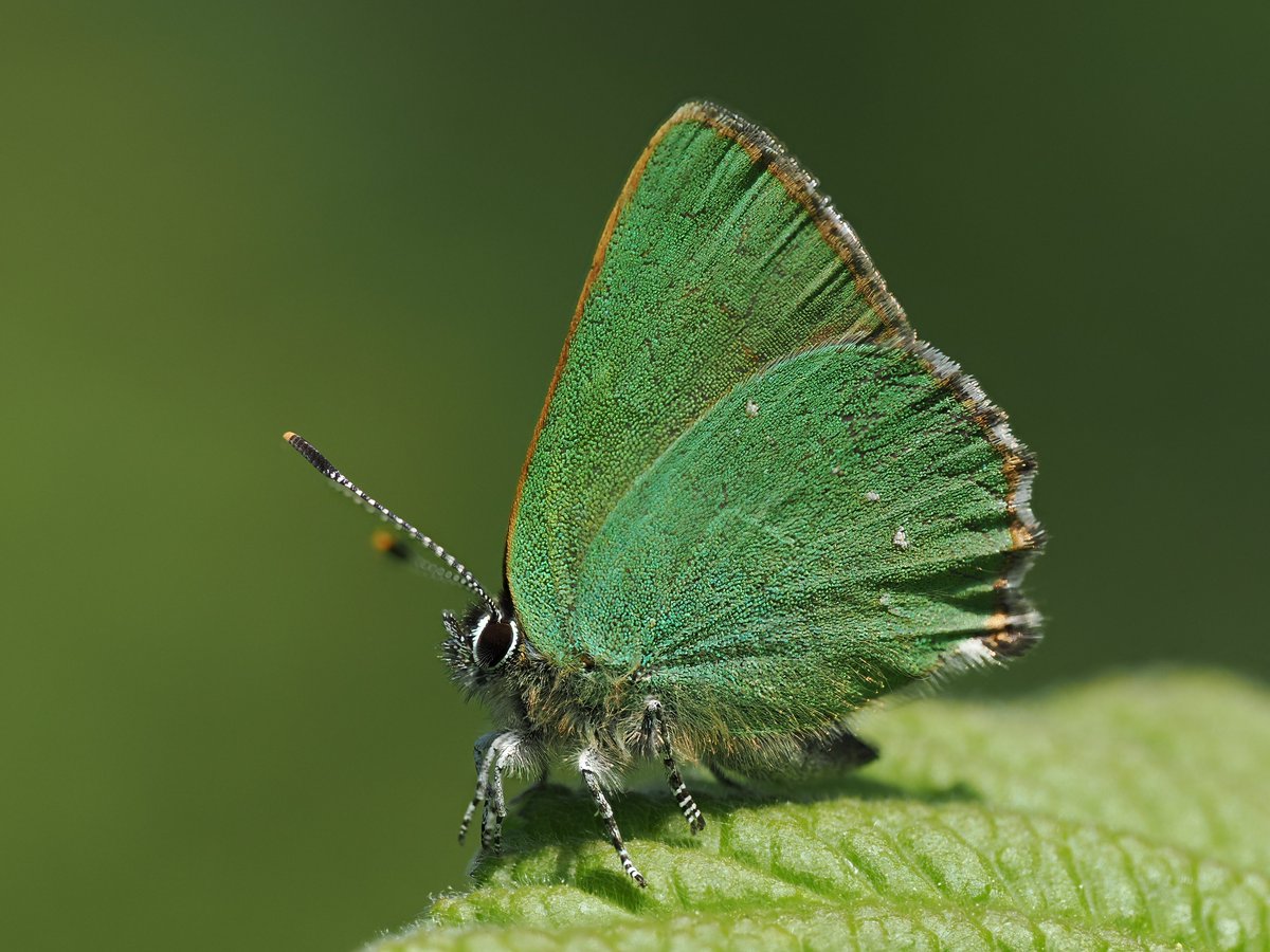 Mike Gibbons (@cloudedyellows) on Twitter photo Martin Down was alive with butterflies today with Marsh Fritillary just emerging. I saw 2 but I sure there were more elsewhere on the down. 6 Green Hairstreak. This confiding Marsh Fritillary cannot have been out long. <a href="/savebutterflies/">Butterfly Conservation 🦋</a> <a href="/HantsIoWBC/">HantsIoW BC</a> Martin Down was alive with butterflies today with Marsh Fritillary just emerging. I saw 2 but I sure there were more elsewhere on the down. 6 Green Hairstreak. This confiding Marsh Fritillary cannot have been out long. <a href="/savebutterflies/">Butterfly Conservation 🦋</a> <a href="/HantsIoWBC/">HantsIoW BC</a>
