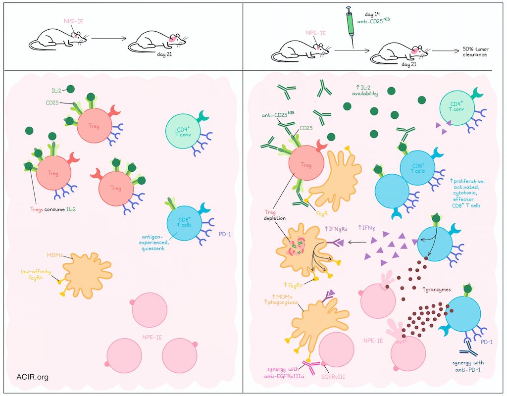 ACIR (@acir_org) on Twitter photo Depletion of Tregs with a non-IL-2-blocking anti-CD25 enhanced antitumor responses in brain tumors and synergized with anti-PD-1 or a tumor antigen-targeted antibody bit.ly/44nab9T <a href="/uclcancer/">UCL Cancer Institute</a> <a href="/QuezadaLab/">Quezada Lab</a> #Immunotherapy Depletion of Tregs with a non-IL-2-blocking anti-CD25 enhanced antitumor responses in brain tumors and synergized with anti-PD-1 or a tumor antigen-targeted antibody bit.ly/44nab9T <a href="/uclcancer/">UCL Cancer Institute</a> <a href="/QuezadaLab/">Quezada Lab</a> #Immunotherapy