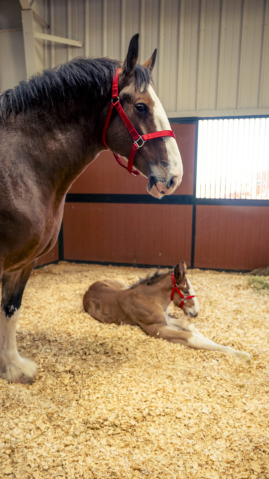 It's almost Mother's Day... have you booked your tickets for the Mane Event yet? Tickets are going fast! Book online today: ms.spr.ly/6015SuRGU