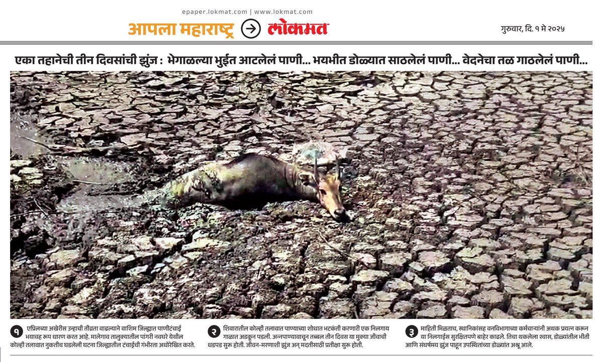 🌡️ Heatwave Horror in Washim (Maharashtra)

A nilgai, desperate for water, got trapped in mud at a drying pond in Pangari Navghare village.

⏳ For 3 days, she fought silently — no food, no water, no escape.

🤝 Locals + forest staff finally rescued her after a tense operation.