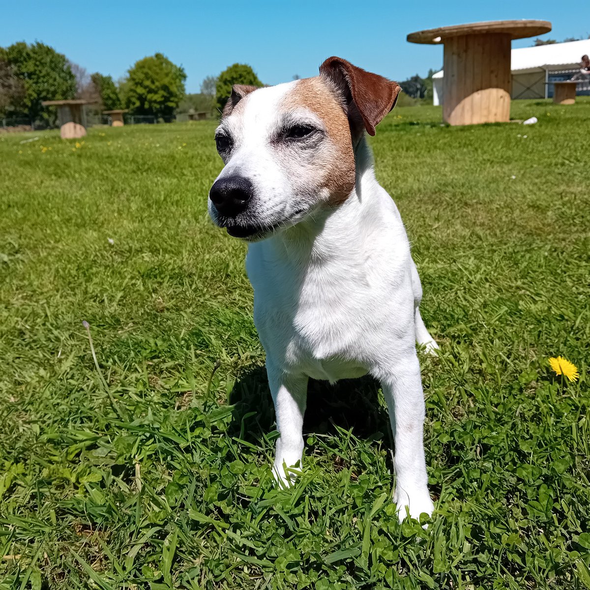 Feels like summer #Jersey #workingdog