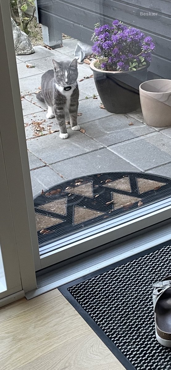 Tina 🐝🦋🐾🪴🐥🐱☀️💚 tweet media