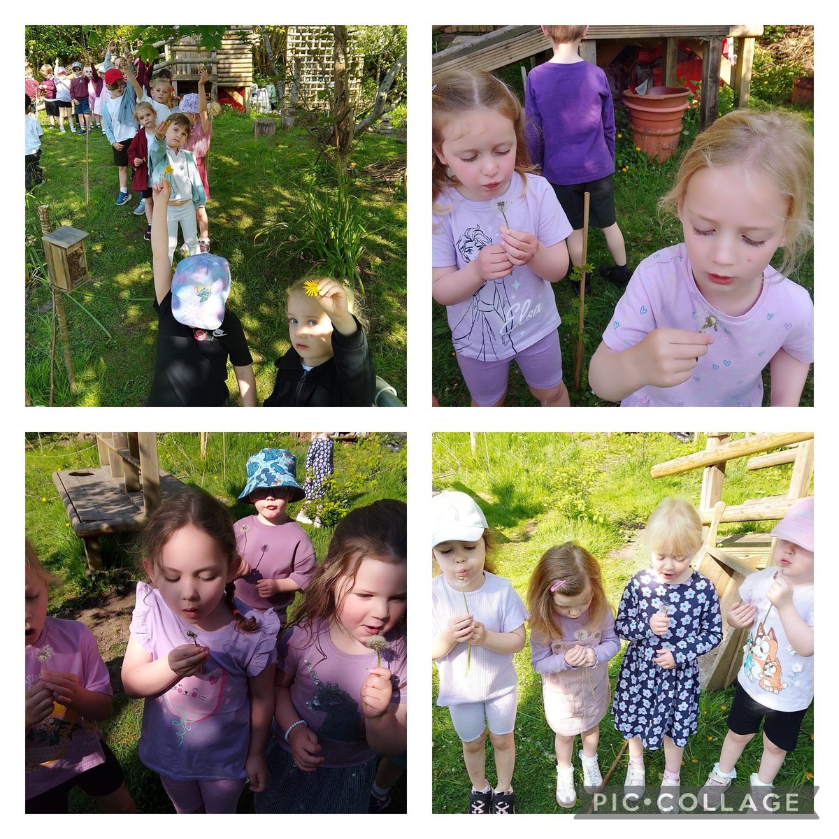 Today  our Nursery and Reception children in Dosbarth Celyn  ‘Purpled Up’ and found and painted dandelions to mark the Month of the Military Child and to celebrate our service children <a href="/SSCECymru/">SSCE Cymru</a>