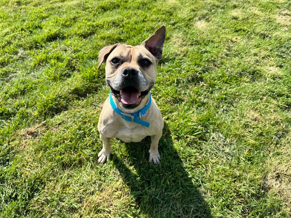 Anthony Joynes (@joynes85) on Twitter photo I rescued Cali in February along with her 8 puppies from a poor situation. The puppies have since gone to their new homes but Cali has sadly had no interest. Sheβs patiently waiting for her second chance. Please share. Sheβs currently at Wirral & Chester <a href="/RSPCA_official/">RSPCA (England & Wales)</a> πΆ I rescued Cali in February along with her 8 puppies from a poor situation. The puppies have since gone to their new homes but Cali has sadly had no interest. Sheβs patiently waiting for her second chance. Please share. Sheβs currently at Wirral & Chester <a href="/RSPCA_official/">RSPCA (England & Wales)</a> πΆ
