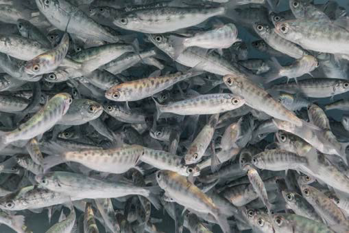RiceNews's tweet photo. California rice is where farming meets fish.
Flooded rice fields dramatically boost zooplankton, providing a crucial food source for young salmon. It's a win-win! 🐟🌾
#FarmFish #RicelandEcosystem https://t.co/s9TvXcZGhl
