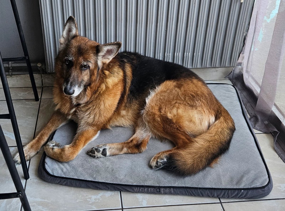 Vatira5's tweet image. Coup sur coup… Je t’aime plus que tout Heden ❤️ 12 ans de bonheur a nos côté…🕊️🕊️

elles sont parties presque en même temps et tant mieux elle n’aura pas été seule longtemps au moins😔