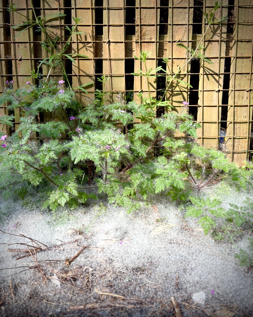 NowThenSunshine's tweet image. A whole walkway covered in dandelion fluff! It looked like the fairies had been having a foam party 😀

Day 119/365 #photoaday