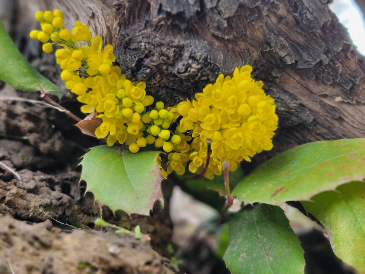 potatomodel's tweet image. Oregon Grape ☀️