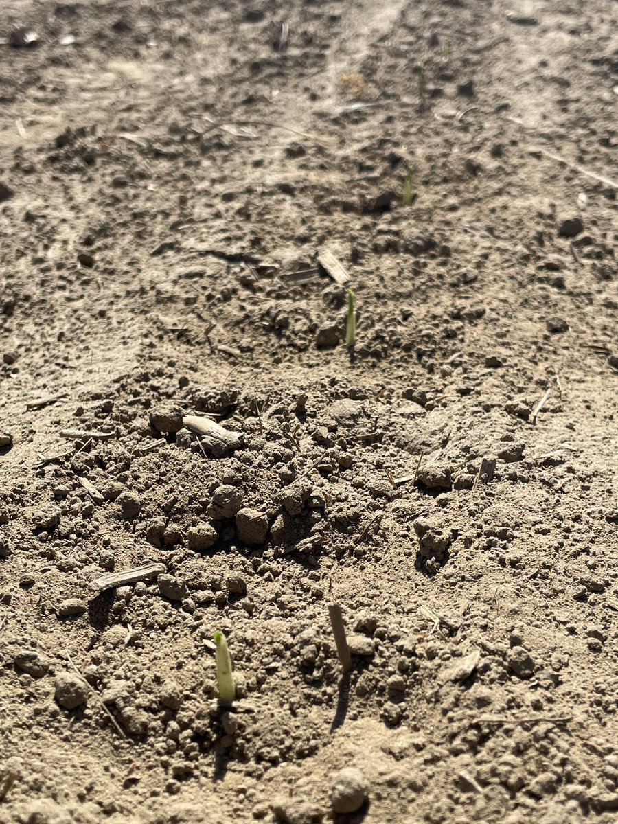 Starting to see some of the first planted corn spike through across my travels today. <a href="/DEKALB_Canada/">DEKALB Canada</a> DKC59-82RIB 💪

April 18 planted 
Ridgetown, ON